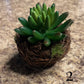 Twig Pot Succulents