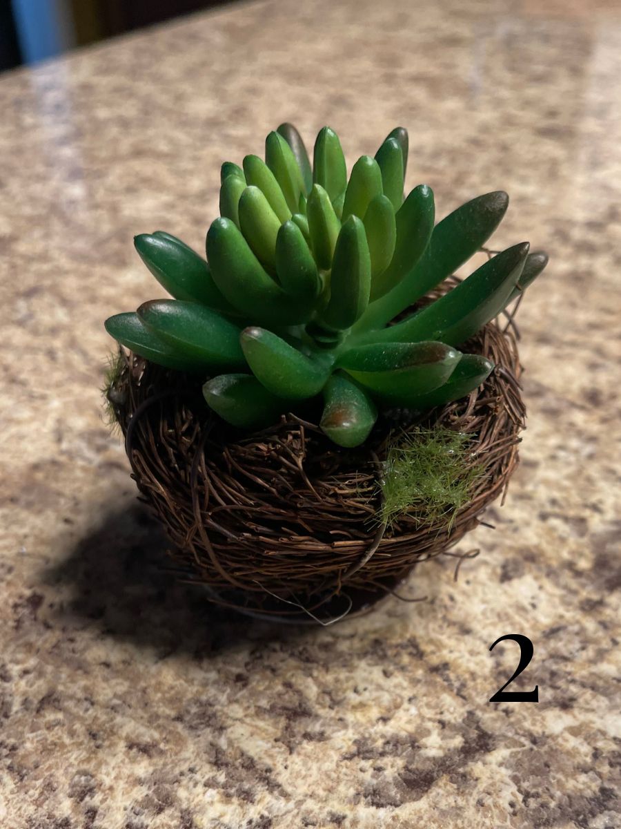 Twig Pot Succulents