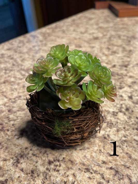 Twig Pot Succulents