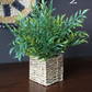 Wicker Potted Plants
