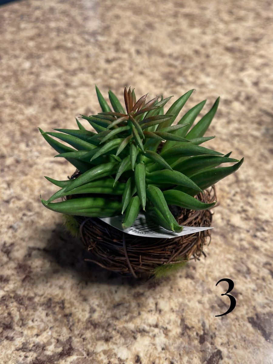 Twig Pot Succulents