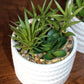 Assorted Succulents With White Pots