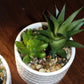 Assorted Succulents With White Pots
