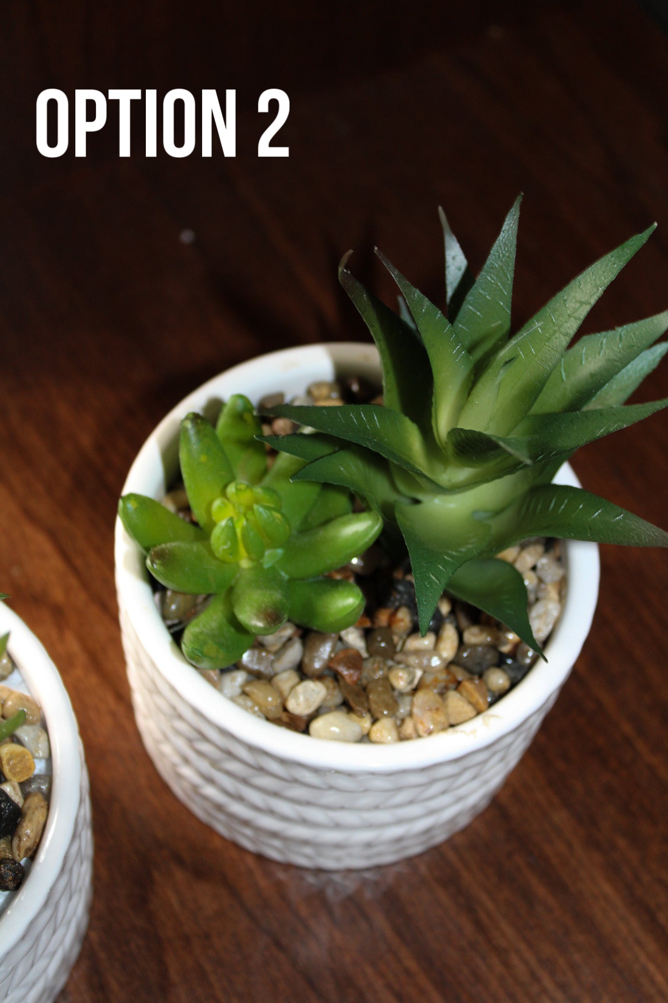 Assorted Succulents With White Pots