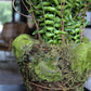 Large Fern in Moss and Twig Basket