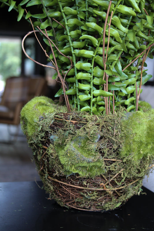 Large Fern in Moss and Twig Basket