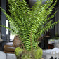 Large Fern in Moss and Twig Basket