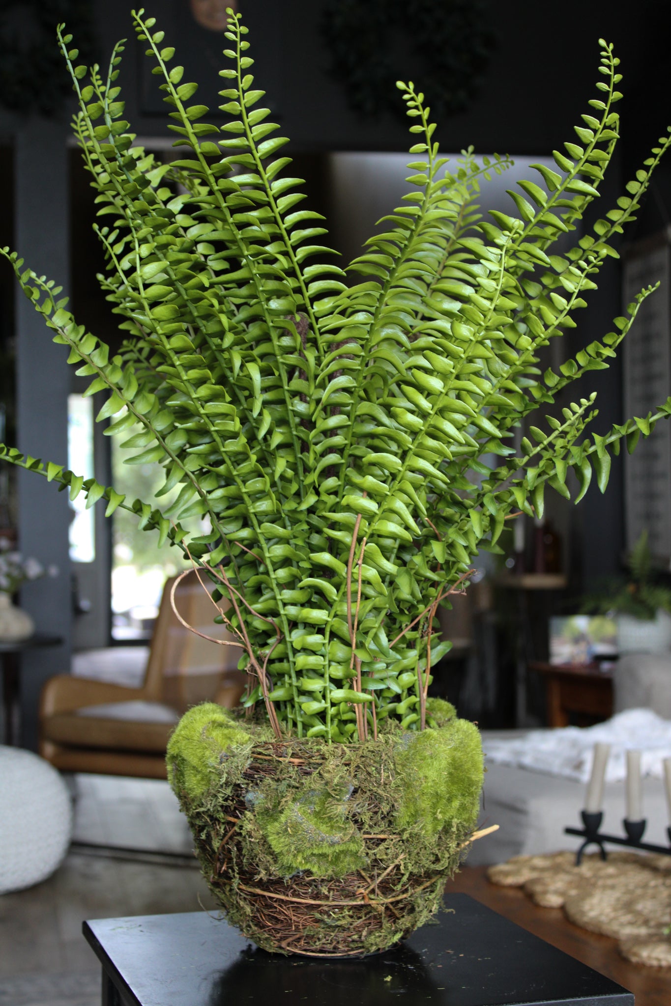 Large Fern in Moss and Twig Basket