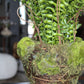 Large Fern in Moss and Twig Basket