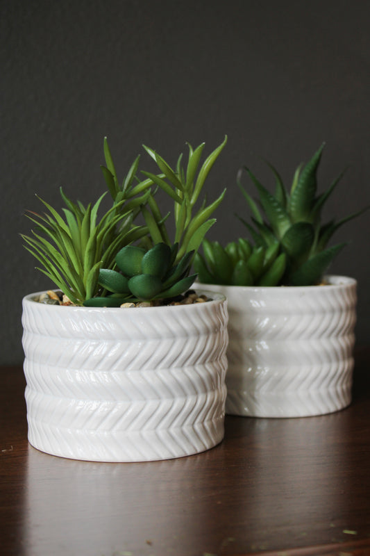 Assorted Succulents With White Pots