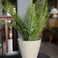 Fern With Cement Pot