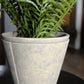Fern With Cement Pot