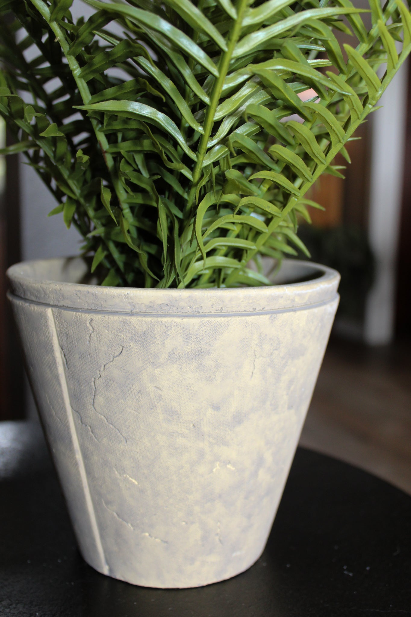 Fern With Cement Pot