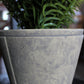 Fern With Cement Pot