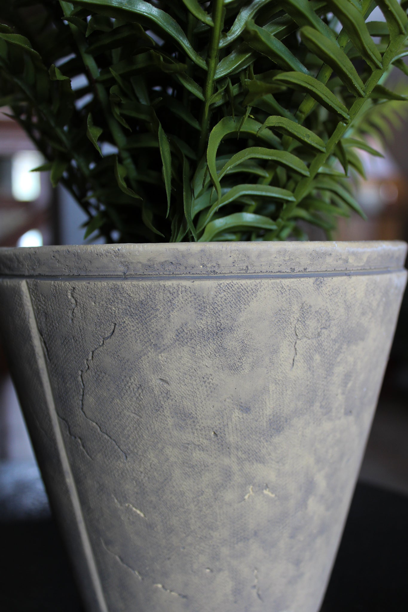 Fern With Cement Pot