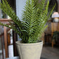 Fern With Cement Pot