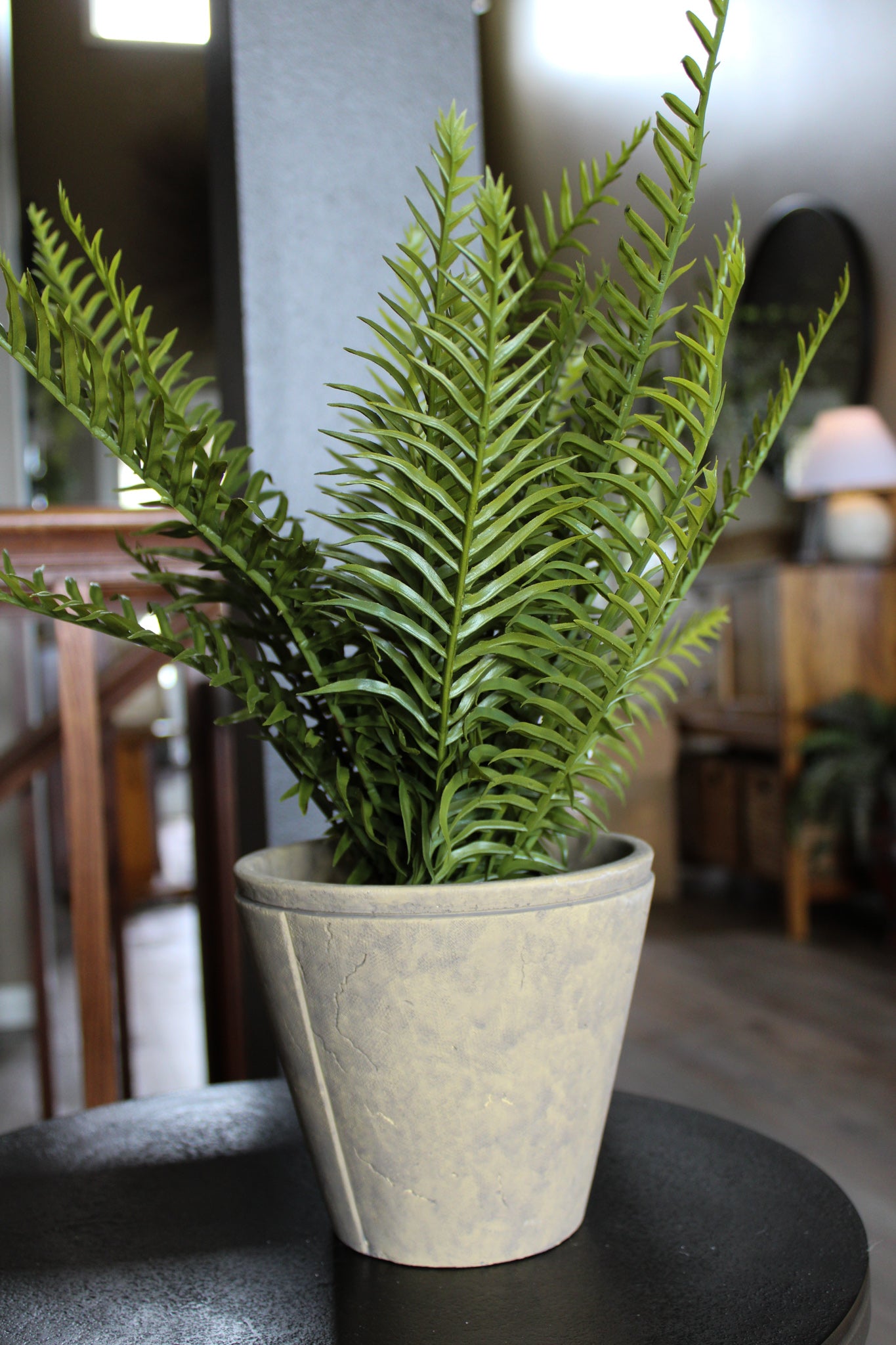 Fern With Cement Pot