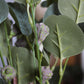 Eucalyptus Stem with Pods