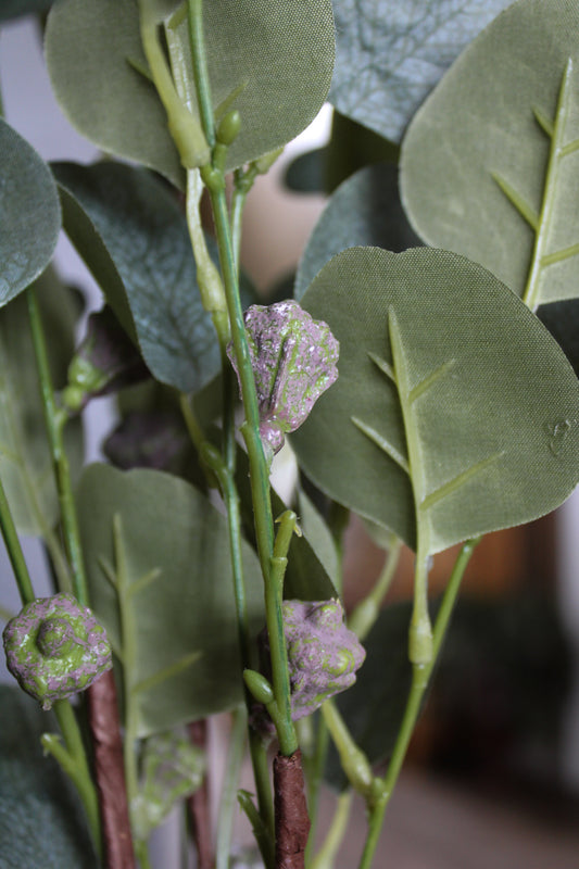 Eucalyptus Stem with Pods