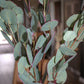 Eucalyptus Stem