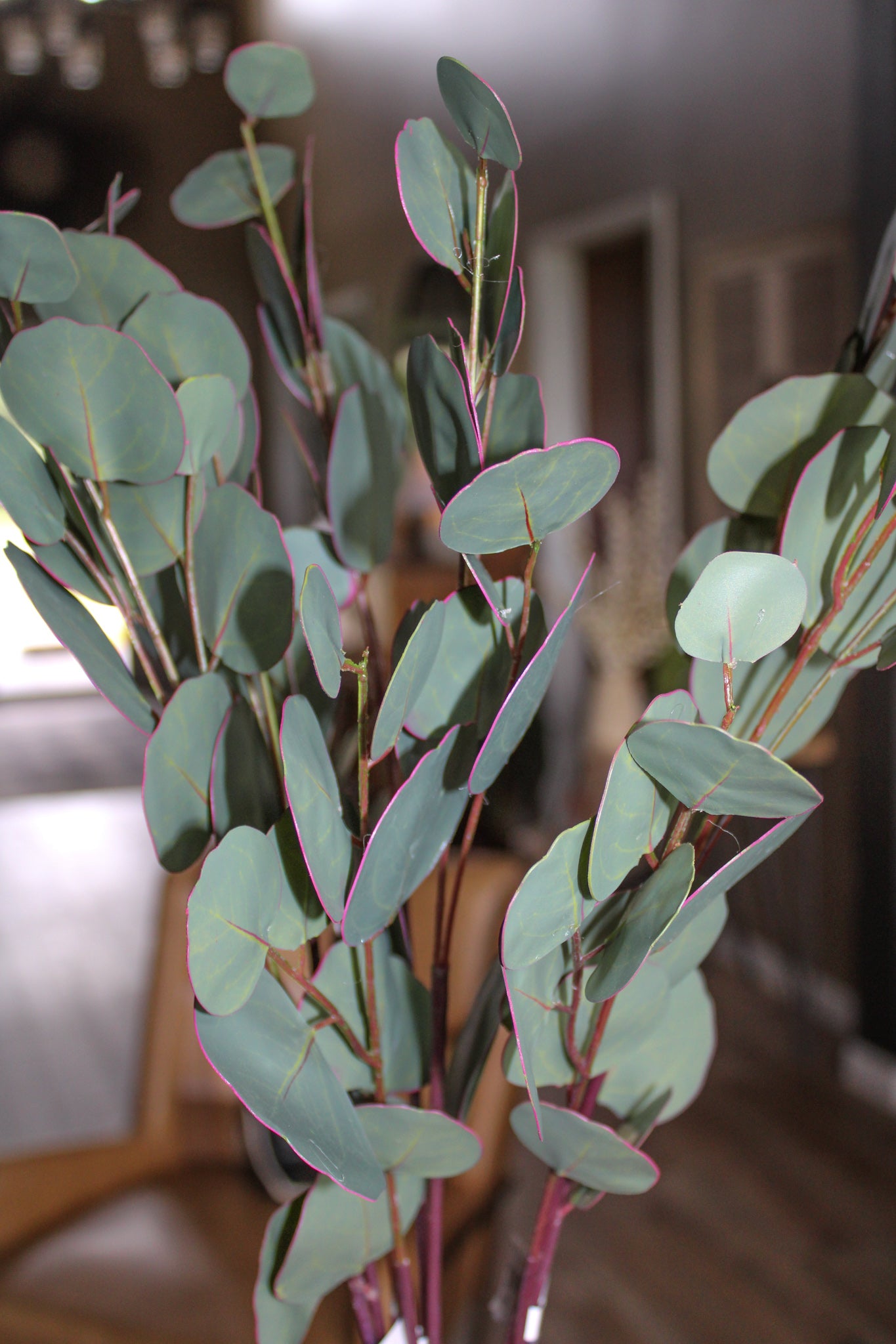 Eucalyptus Stem