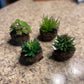 Twig Pot Succulents