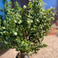 Boxwood Bush Stem