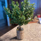 Boxwood Bush Stem
