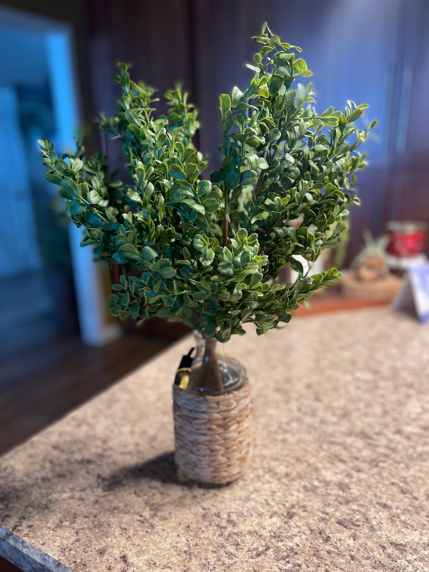 Boxwood Bush Stem